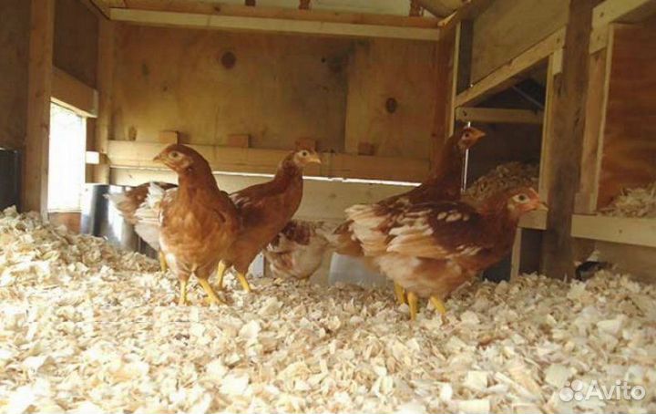 Стружка(опилки)