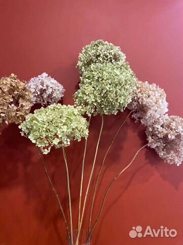 Сухоцвет.Гортензия древовидная 