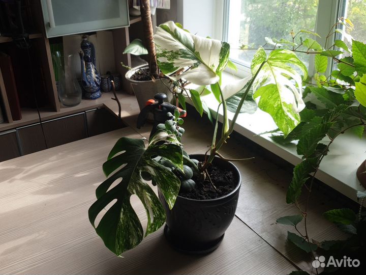 Монстера вариегатная Альба. Цветы дома