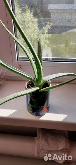 Алоэ вера лечебный