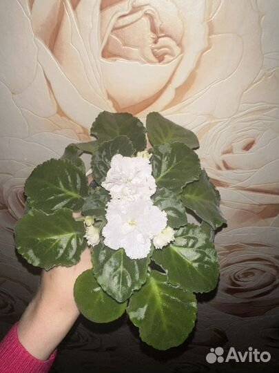 Фиалка белая