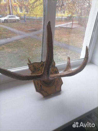 Продам рога лося