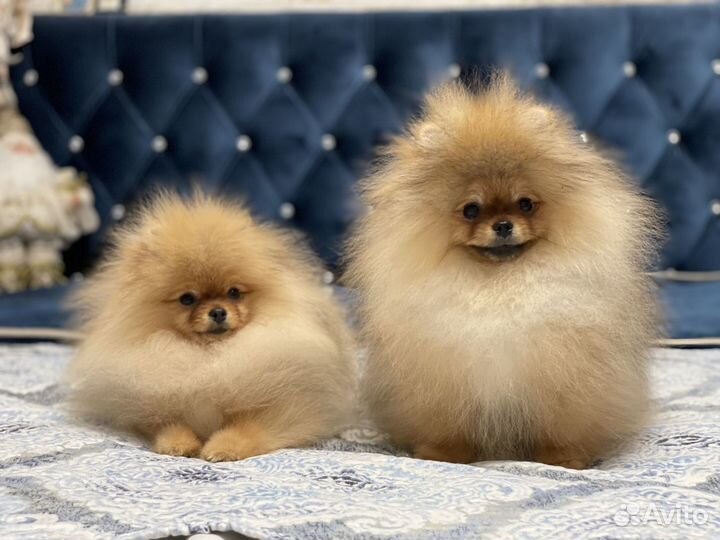 Померанский шпиц