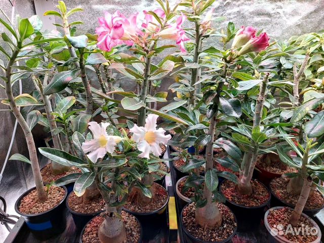 Адениум абессум