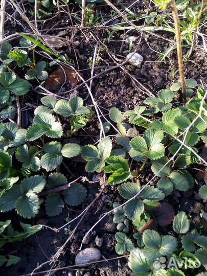 Саженцы клубники малины ремонтантные