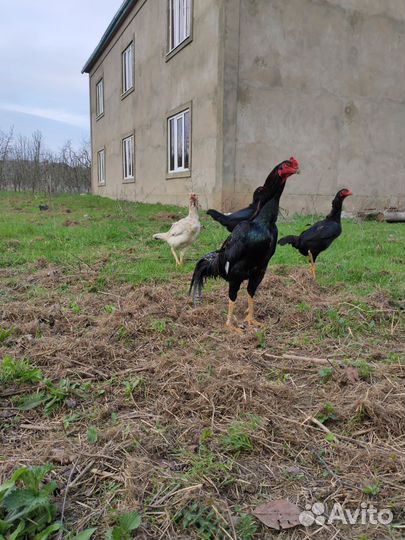 Бойцовая птица