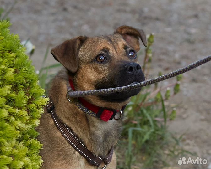 Собака маленькая в добрые руки