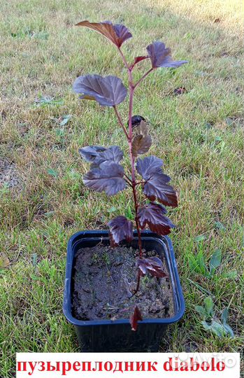 Пузыреплодник diabolo