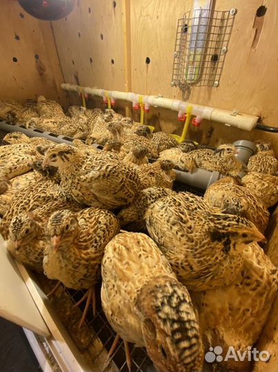 Манжурские перепела, золотистый феникс, фараон