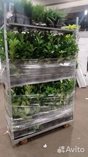 Туя, можжевельник, многолетники в P9 опт