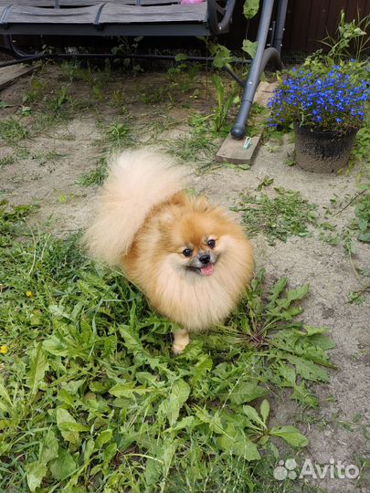 Девочка шпиц