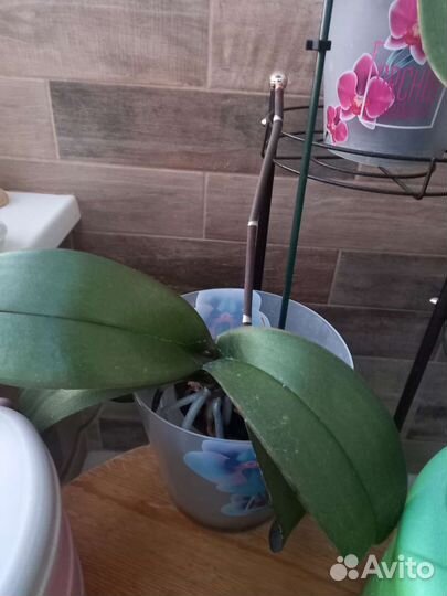 Орхидея фаленопсис