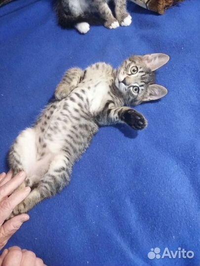 Котятки в добрые руки