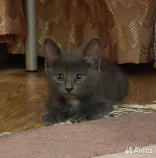 Котята, 2 месяца