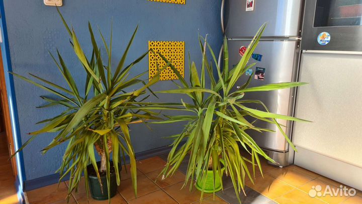 Пальма юкка