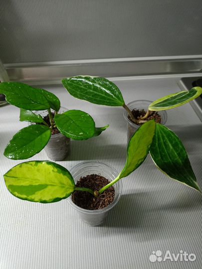 Комнатные растения