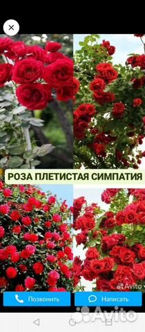 Саженцы роз. Плетистая