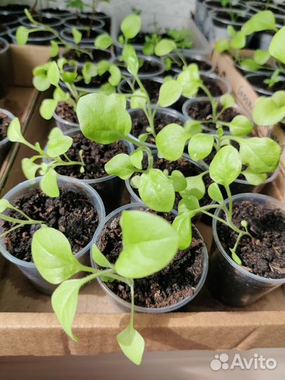 Рассада цветов