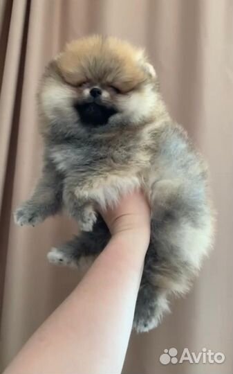 Померанский шпиц