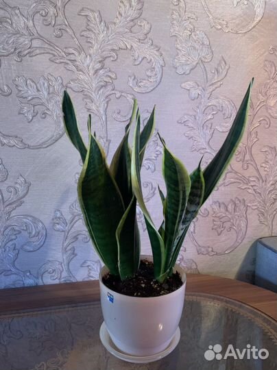 Сансевиерия