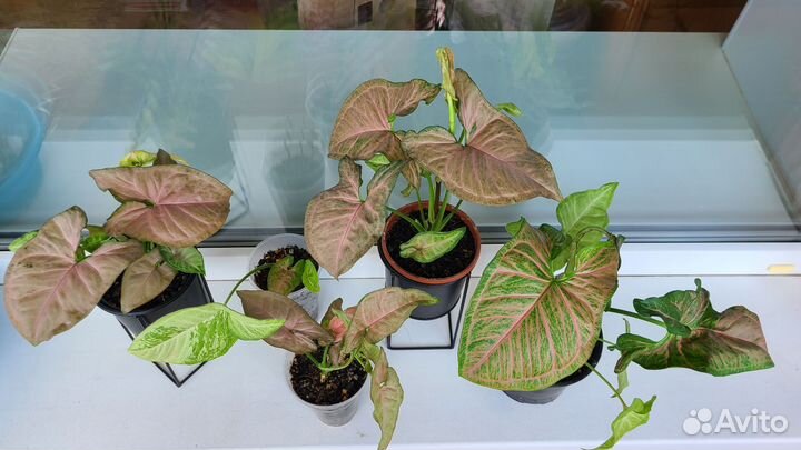 Хамедорея, Сингониумы, Алоэ, Хлорофитум