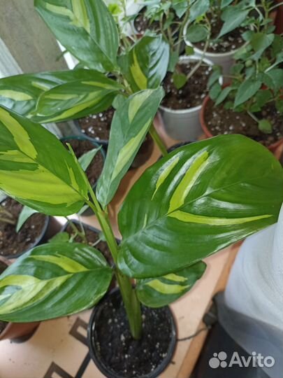 Комнатные растения