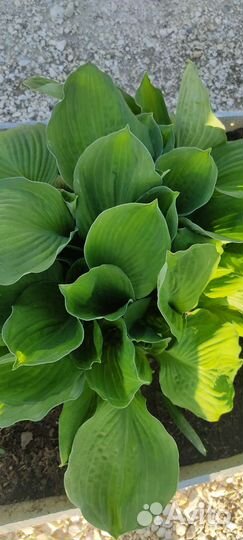 Хоста, Бадан