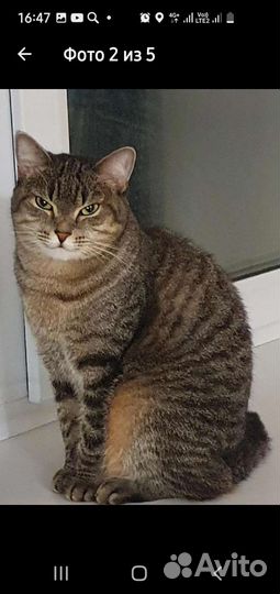 Домашняя передержка кошек на воемя отпуска