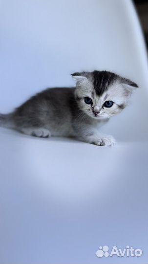 Продам котят