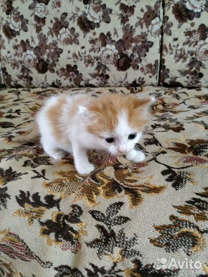 Котенок девочка к лотку приучена