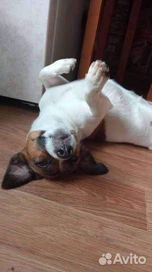 Выгул собак