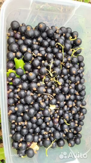 Ягода черная смородина