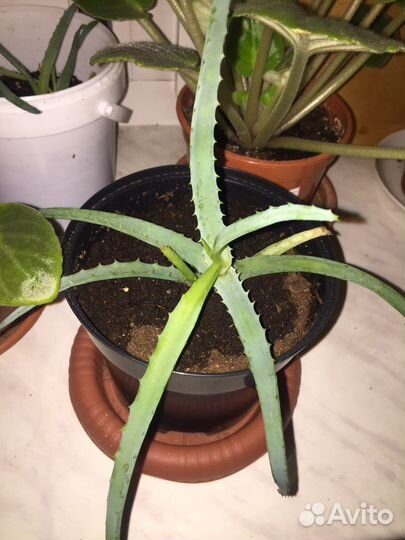 Растения Алоэ