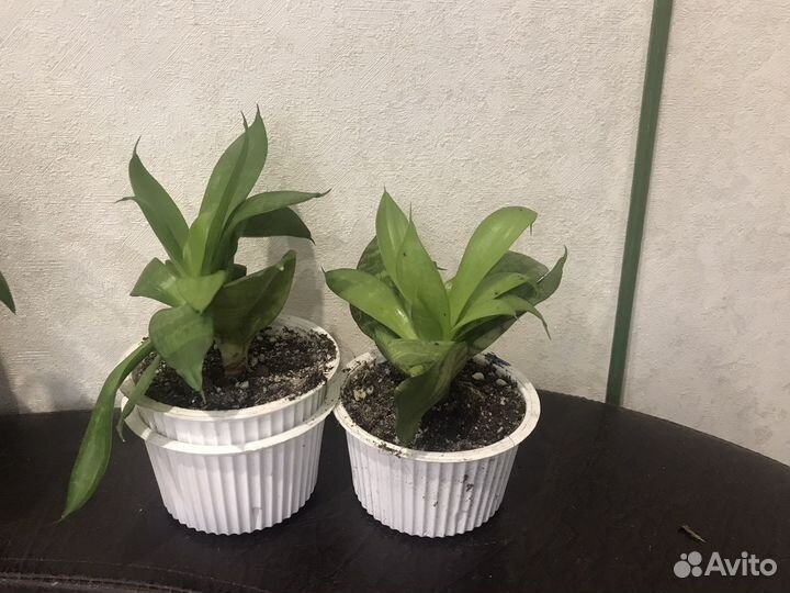 Комнатные растения