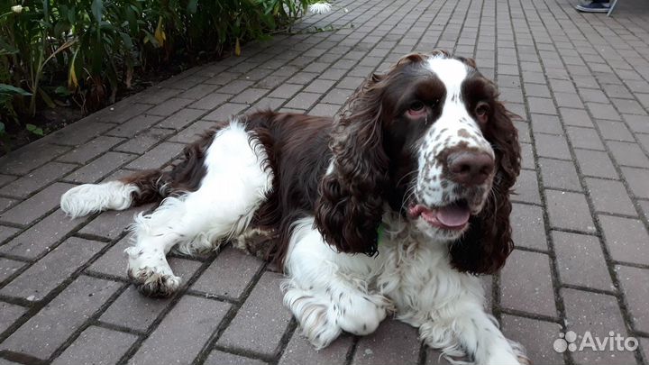 Спрингер Спаниель вязка