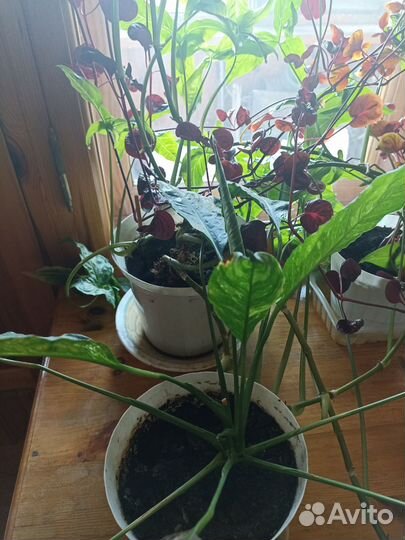 Комнатные цветы