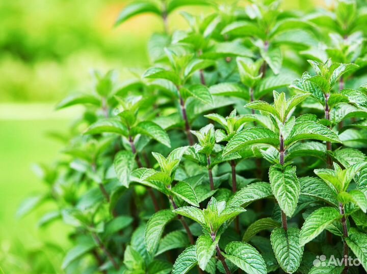 Мята садовая