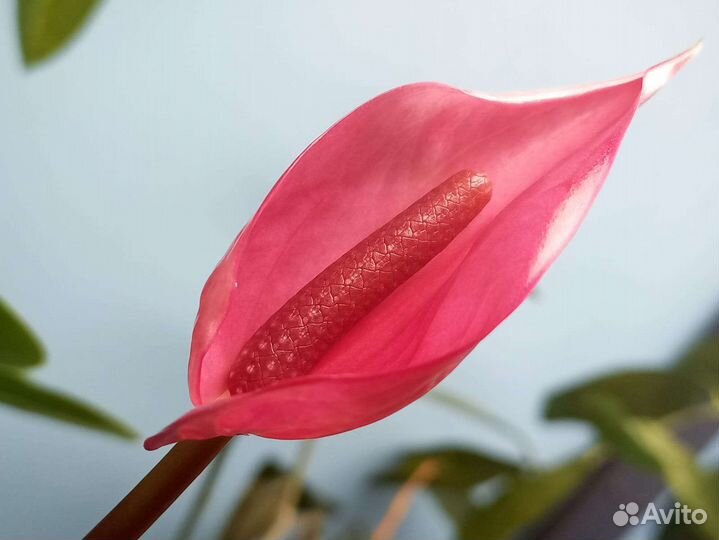 Антуриумы сортовые