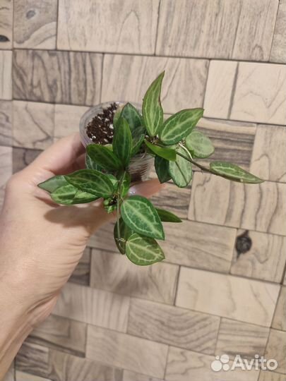 Дисхидия овата