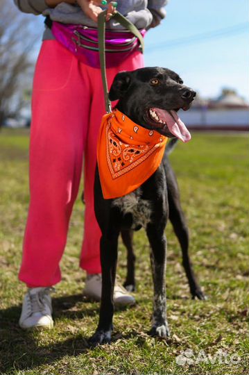 Собака в добрые руки, Витас