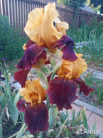 Ирисы для сада