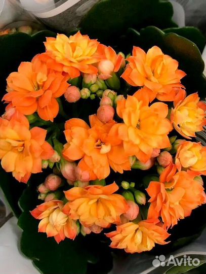 Каланхое Каландива махровый