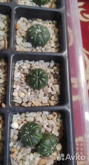 Astrophytum asterias mix и ast. ast purple skin