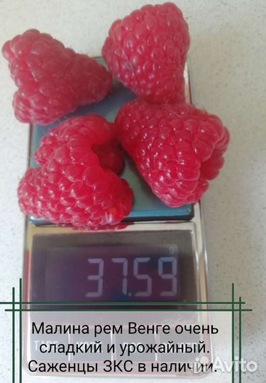 Саженцы малины горшках