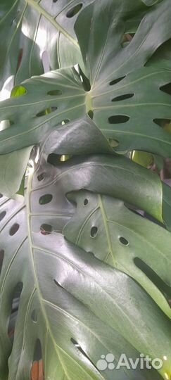 Комнатные цветы монстера