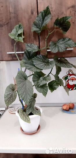 Бегония королевская