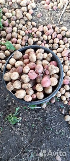 Картофель