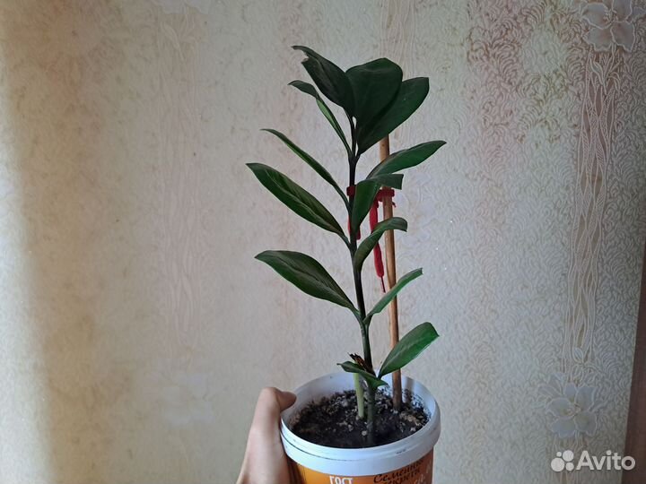 Замиокулькас