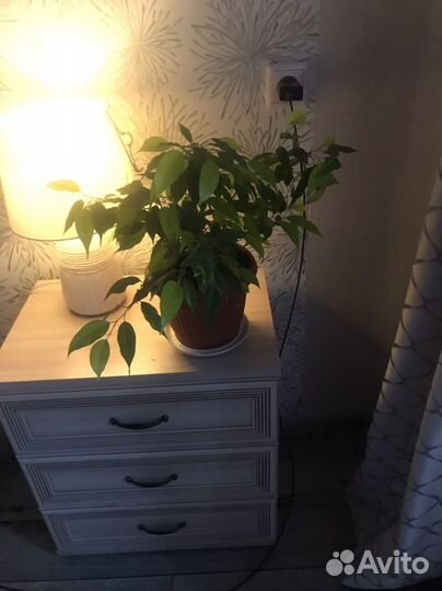 Бенджамина и другие комнатные цветы