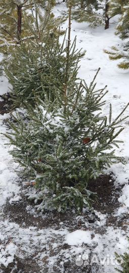 Саженцы Ель